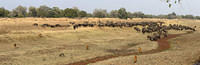 Buffalo herd coming to water behind Lion Camp