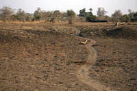 Hippo highway