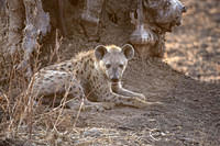 Resting in the shade