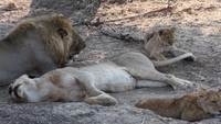 Lion cubs