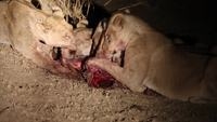 lions eating
