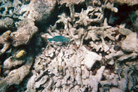 Parrotfish 1