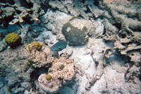 Parrotfish 3
