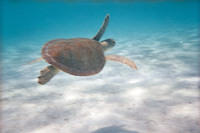 Green sea turtle