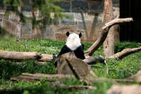 Shy panda