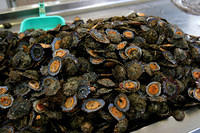 Limpets for sale