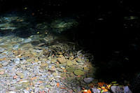 Rainbow trout (?) beneath 25 Fontes