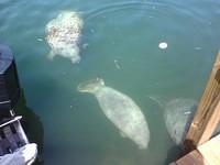 When Manatees Attack!