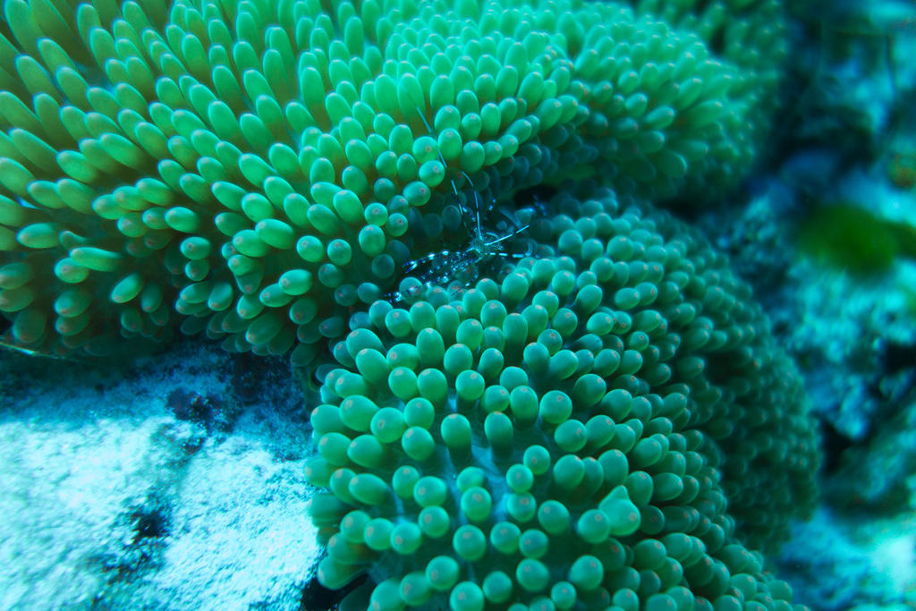 Anemone and cleaner shrimp