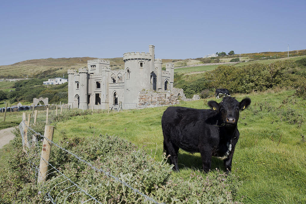 Cow at Clifden Castle