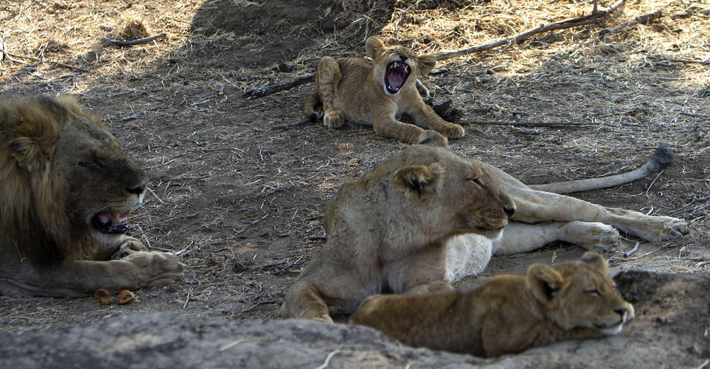 Cub yawning