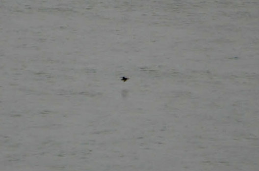 I'm 90% certain this black dot is a puffin.  That's about as close as we got to any, having missed the season by a week or two.