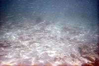 Sardines and southern stingray