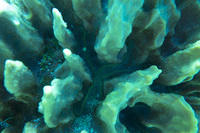 brittle starfish in sponge