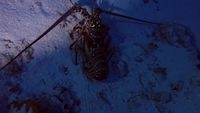 video: lobsters