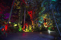 Tiki-lighted forest