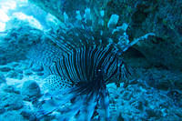 More lionfish