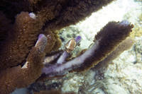 Nudibranch 6
