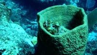 Video: frogfish in sponge