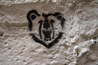 Bear graffiti