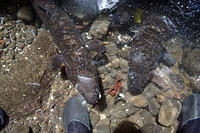 Blue-eyed eels of Huahine
