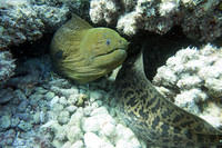 Moray eel