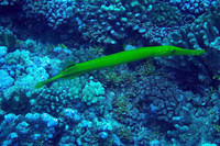 Coronet fish