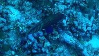 blue spotted grouper