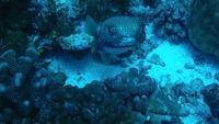 spiny pufferfish