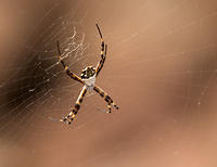 Silver Argiopes spider