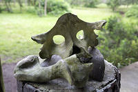 Skull-looking pelvis