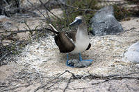 Blue-footed booby with chicks