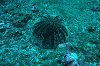 West Indian Sea Egg urchin