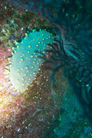 Galapagos Brown Sea cucumber