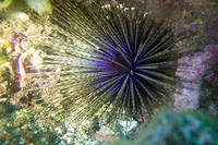 Needle Sea Urchin