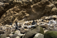 Flightless cormorants drying out