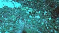Video: Moray eel