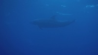 Video: Porpoises