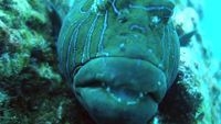 Video: Reef Critters