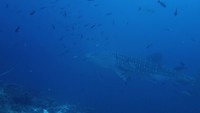 Video: Whale Shark