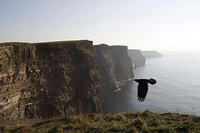 Photobombing bird, Cliffs of Moher