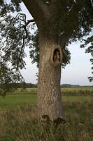 Old face in a tree