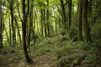 Graignamanagh forest