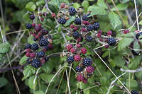 Ubiquitous and free blackberries