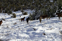 Horses in snow