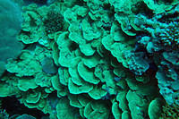 Lettuce leaf coral