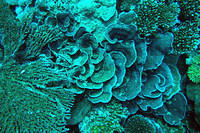 More lettuce leaf coral
