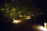 Lighted path and natural vegetation