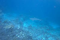 Another black tip reef shark