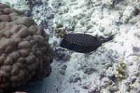 White spotted boxfish